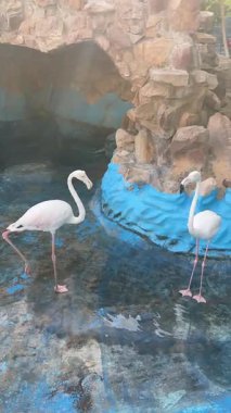 Flamingolar güneşli ortamda, kaya havuzunda içiyorlar.