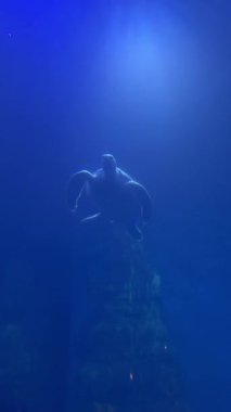 Su altı kaplumbağası ve vatoz mavi akvaryumda yüzüyorlar..