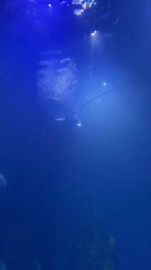 Mavi akvaryum sularında yüzen köpekbalıkları ve balıklar.