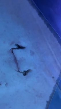 Diğer balıklarla birlikte akvaryumda yüzen su altı vatozu..