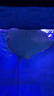 Stingray mavi bir akvaryumda zarif bir şekilde süzülüyor..