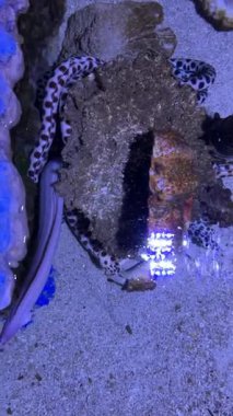 Akvaryumda hareket eden deniz yılanbalığı..