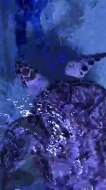 Açık mavi akvaryum sularında yüzen deniz kaplumbağası..