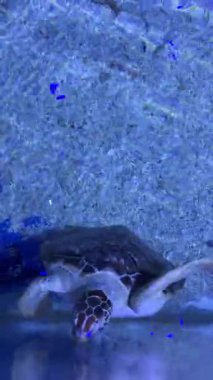 Deniz kaplumbağası berrak mavi suda zarafetle yüzüyor..