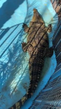 Timsah, çitin yanındaki betonda güneşleniyor..