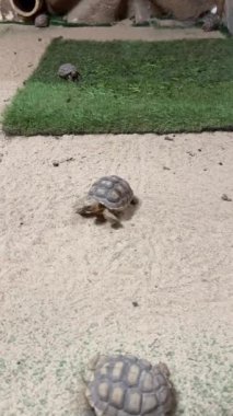 Kaplumbağalar çimen ve kaya arka planda kum habitatını keşfediyorlar..