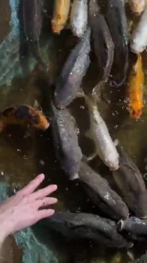 Temiz suda, renkli balıkların arka planında