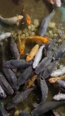 Renkli koi balıkları berrak bir gölette yüzerler.