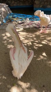 Beyaz pelikanlar güneşli hayvanat bahçesinde güneşleniyor..