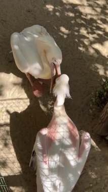İki pelikan birbirine kenetlenmiş gagalar.