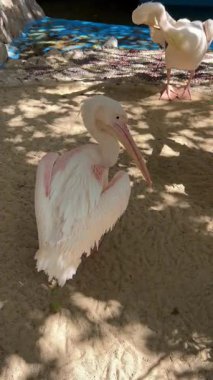 Güneşli kum bölgesinde beyaz pelikan tüyleri..