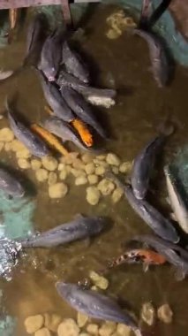 Koi balığı su altında kayalarla birlikte gölette yüzüyor..