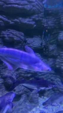 Mavi ışıklı sualtı ortamında yüzen akvaryum balığı.