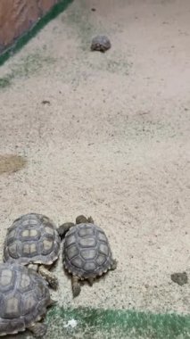 Kaplumbağalar kapalı kumlu yüzeyde sürünüyorlar..