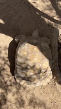 Kaplumbağa ağaçların gölgesinde güneşli toprak yolda sürünüyor..