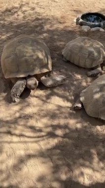 Kaplumbağalar gün ışığında kuru zeminde..