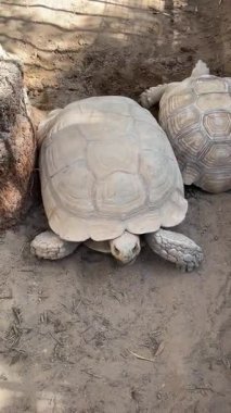 Kaplumbağalar güneşli bir günde kuru bir kabinde etkileşime girerler..