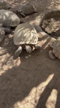 Kaplumbağalar ağaçların gölgesinde güneşli topraklarda yürüyorlar..
