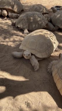 Bir grup kaplumbağa güneşli bölgede kumlu zeminde dinleniyor..