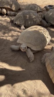 Bir grup kaplumbağa güneşli bölgede kumlu zeminde dinleniyor..