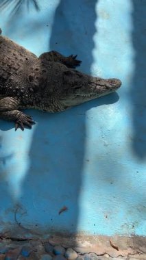 Bir timsah palmiye ağaçlarının gölgesinde, mavi bir yüzeyde dinlenir..