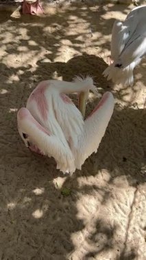 Benekli güneş ışığında kumlu zeminde pelikan tüyleri..