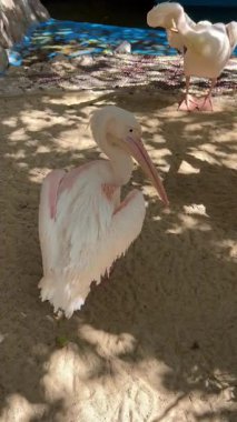 Güneşli kum bölgesinde beyaz pelikan tüyleri..