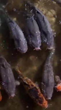 Değişik desenler ve renklerle gölde yüzen koi balıkları..