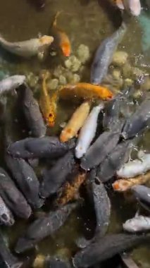 Koi ve yayın balığı açık bir gölde yüzüyorlar.