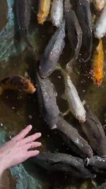 Eller temiz suda renkli balıkları besler.