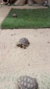 Kaplumbağalar çimen ve kaya arka planda kum habitatını keşfediyorlar.