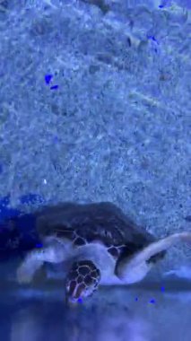 Deniz kaplumbağası berrak mavi suda zarafetle yüzüyor..