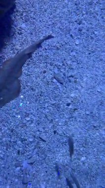 Köpekbalığı Kuyruğu Ray akvaryumda mavi ışıkla yüzüyor.