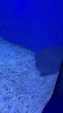 Stingray akvaryum zemininde mavi suyla süzülüyor.