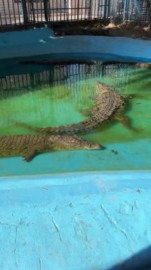 Kapalı havuzda gün ışığı altında yüzen timsahlar..