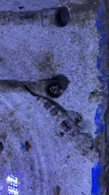 Akvaryum balığı mercan resiflerinin yakınında parlak ışıklı bir akvaryumda yüzüyor..