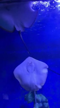 Stingray mavi sualtı akvaryumunda zarif bir şekilde yüzüyor..