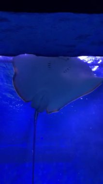 Stingray mavi bir akvaryumda zarif bir şekilde süzülüyor..