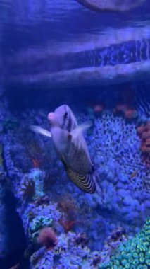 Mercan resifleri arasında yüzen renkli akvaryum balıkları.