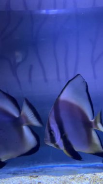 Akvaryumda mavi arka planda yüzen tropikal balıklar.