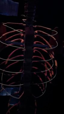 Kaburgaları ve omurgası düşük ışıkta olan deniz yaratığı iskelet modeli..