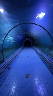 Su altı akvaryumu tüneli ve yüzen balıklar..