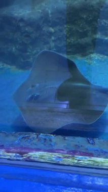 Akvaryumda yüzen vatozun sualtı görüntüsü.