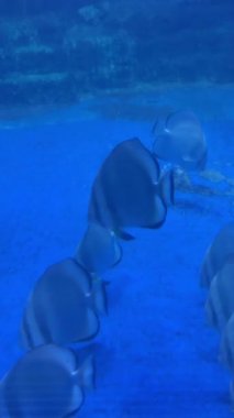 Açık mavi akvaryumda su altında yüzen bir grup balık..