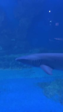 Sualtında yüzen köpekbalığı sahnesi.