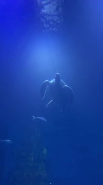 Su altı akvaryumunda yüzen deniz canlıları..