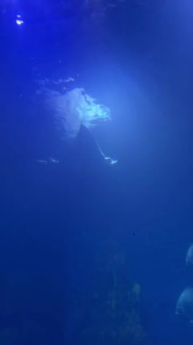 Derin mavi bir akvaryumda birlikte yüzen zarif balıklar..