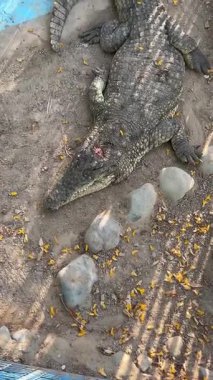 Timsah dökülen yaprakların arasında nehir kıyısında dinleniyor..