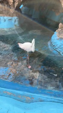 Flamingolar gökkuşağı ışığı altında kaya havuzunun yanında dikiliyor ve parlıyor.