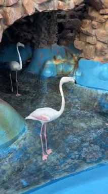 İki flamingo güzel bir parkta yürüyor..